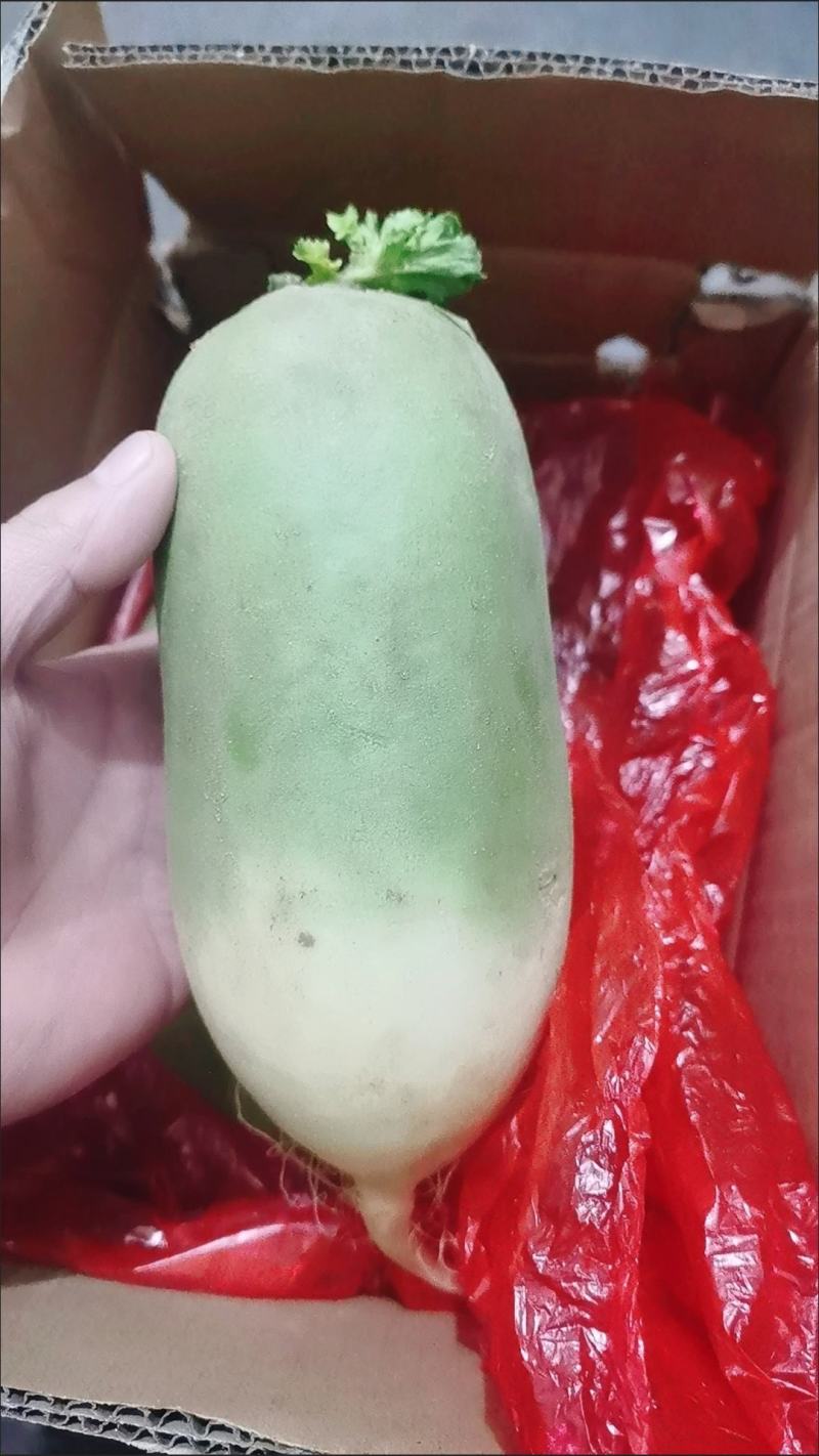 白萝卜，现挖现卖，保鲜发货，包邮到家！按时发货！