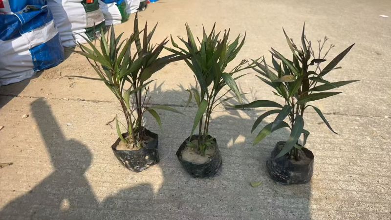 观花植物翠芦莉大杯、120杯，基地有量，欢迎来一亩田订购