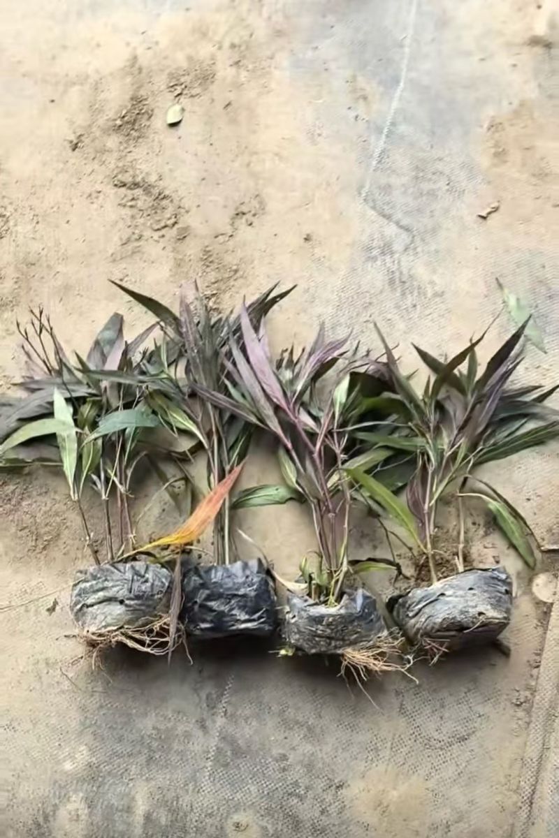 观花植物翠芦莉大杯、120杯，基地有量，欢迎来一亩田订购