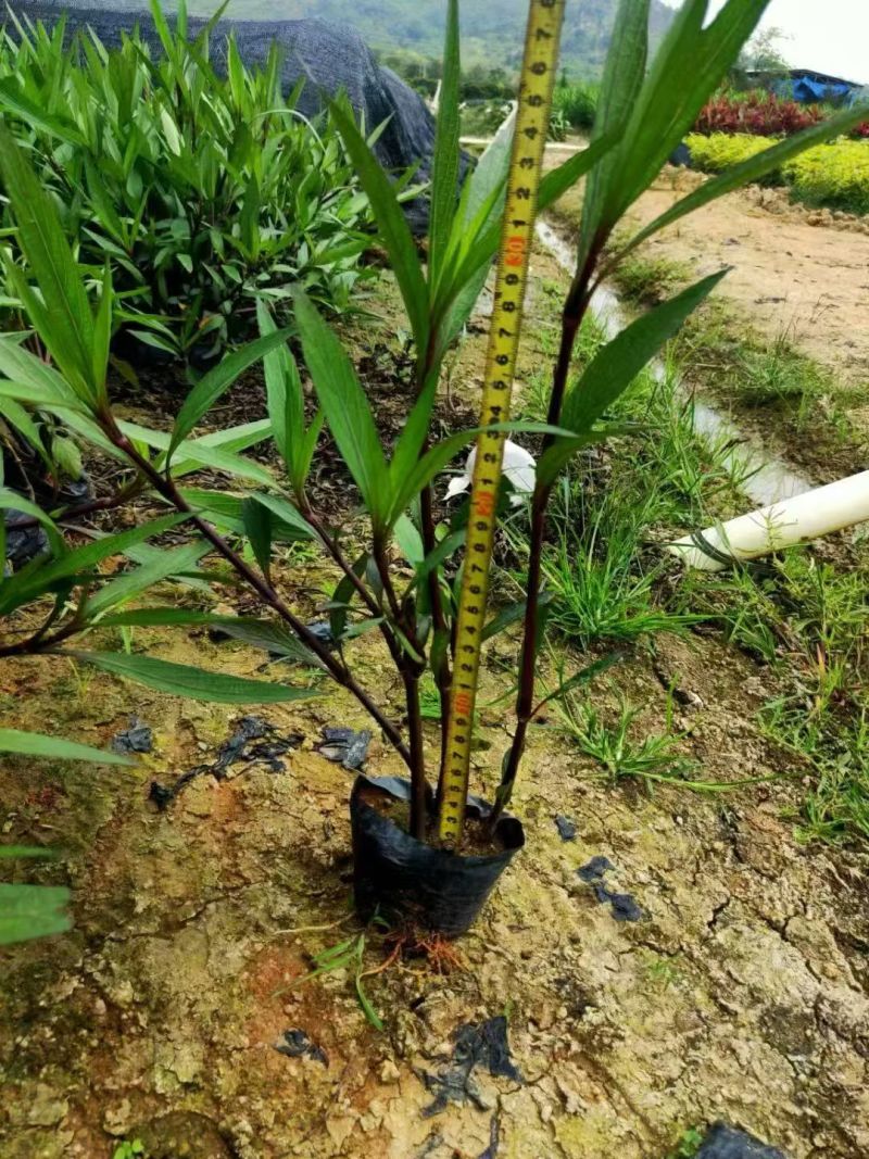 观花植物翠芦莉大杯、120杯，基地有量，欢迎来一亩田订购