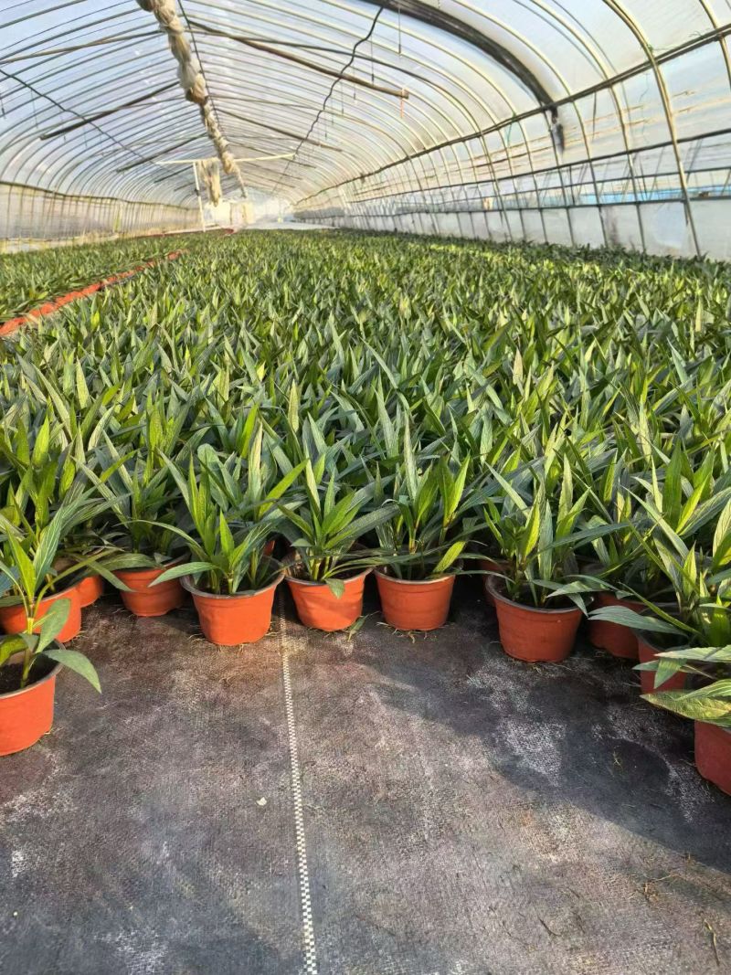 观花植物翠芦莉大杯、120杯，基地有量，欢迎来一亩田订购