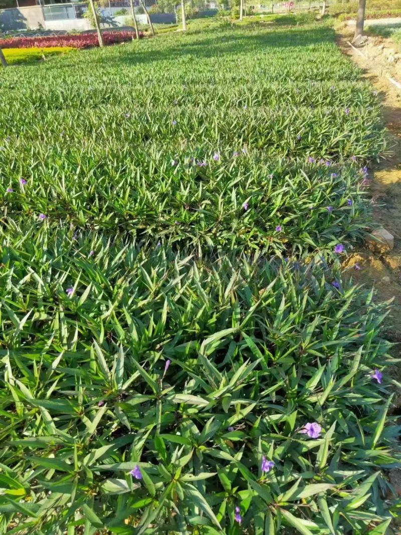 观花植物翠芦莉大杯、120杯，基地有量，欢迎来一亩田订购