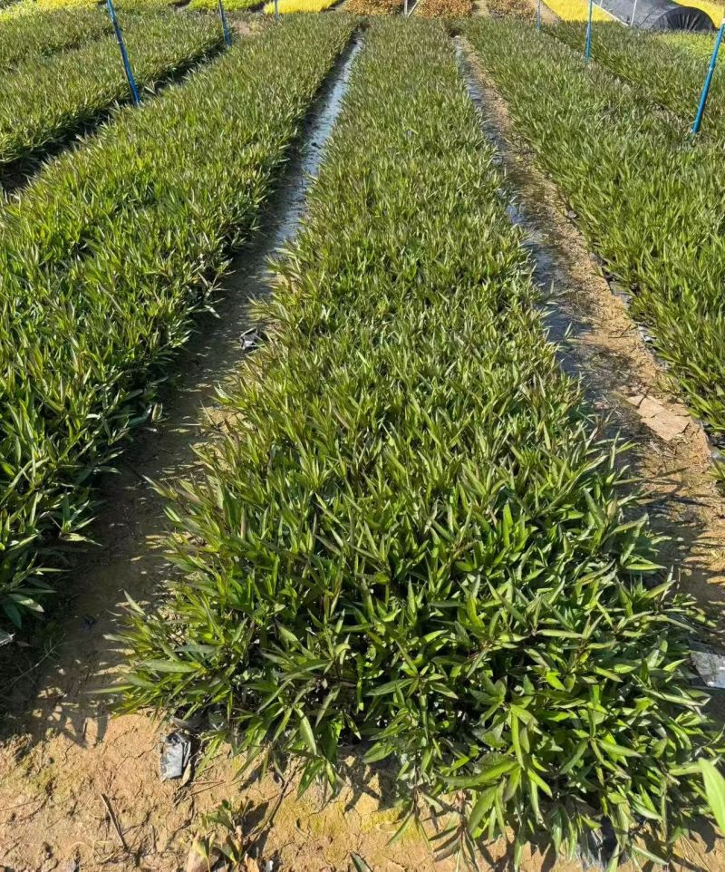 观花植物翠芦莉大杯、120杯，基地有量，欢迎来一亩田订购