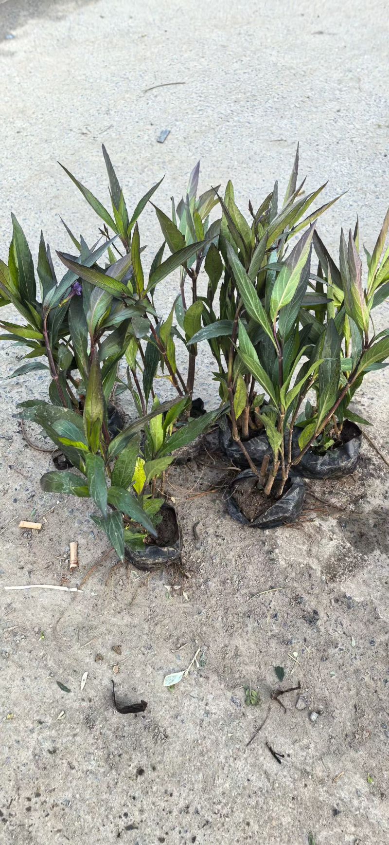 观花植物翠芦莉大杯、120杯，基地有量，欢迎来一亩田订购