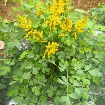 岩黄莲种子正品草药野岩黄连崖黄连岩胡岩连菊花黄连岩黄连正