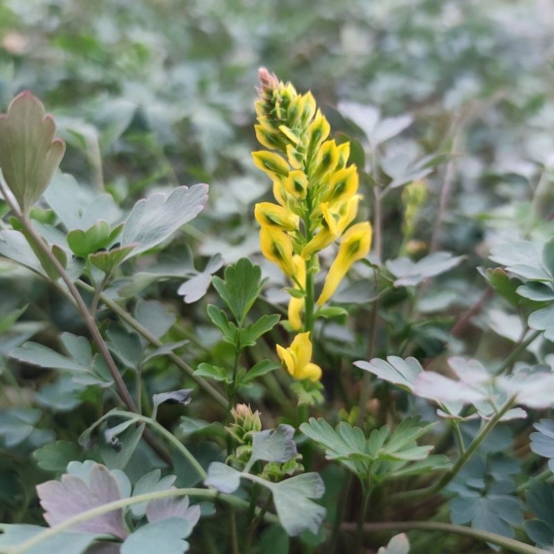 岩黄莲种子正品草药野岩黄连崖黄连岩胡岩连菊花黄连岩黄连正