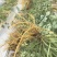 岩黄莲种子正品草药野岩黄连崖黄连岩胡岩连菊花黄连岩黄连正