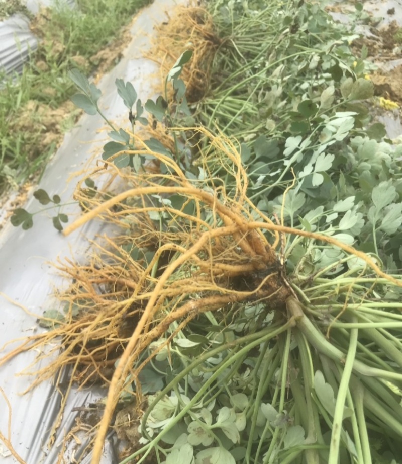 岩黄莲种子正品草药野岩黄连崖黄连岩胡岩连菊花黄连岩黄连正
