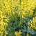 岩黄莲种子正品草药野岩黄连崖黄连岩胡岩连菊花黄连岩黄连正