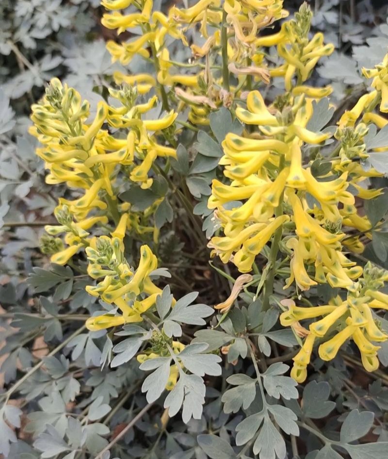 岩黄莲种子正品草药野岩黄连崖黄连岩胡岩连菊花黄连岩黄连正