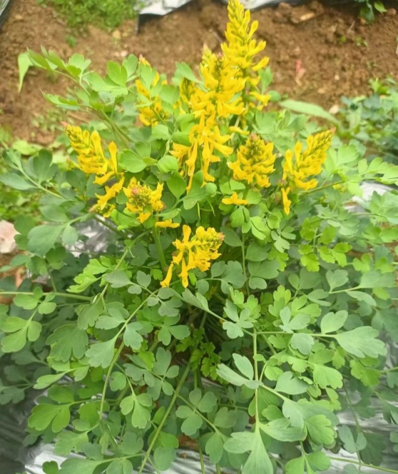 岩黄莲种子正品草药野岩黄连崖黄连岩胡岩连菊花黄连岩黄连正