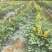 岩黄莲种子正品草药野岩黄连崖黄连岩胡岩连菊花黄连岩黄连正