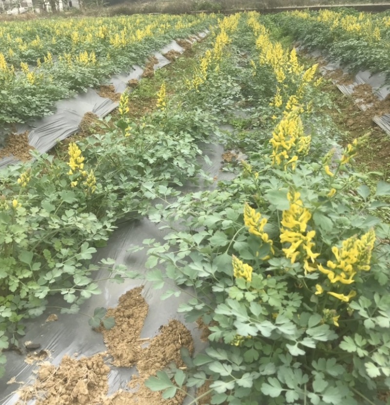 岩黄莲种子正品草药野岩黄连崖黄连岩胡岩连菊花黄连岩黄连正