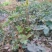 岩黄莲种子正品草药野岩黄连崖黄连岩胡岩连菊花黄连岩黄连正