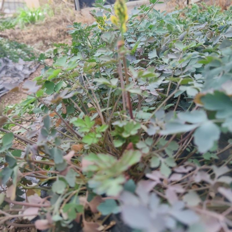 岩黄莲种子正品草药野岩黄连崖黄连岩胡岩连菊花黄连岩黄连正