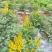 岩黄莲种子正品草药野岩黄连崖黄连岩胡岩连菊花黄连岩黄连正