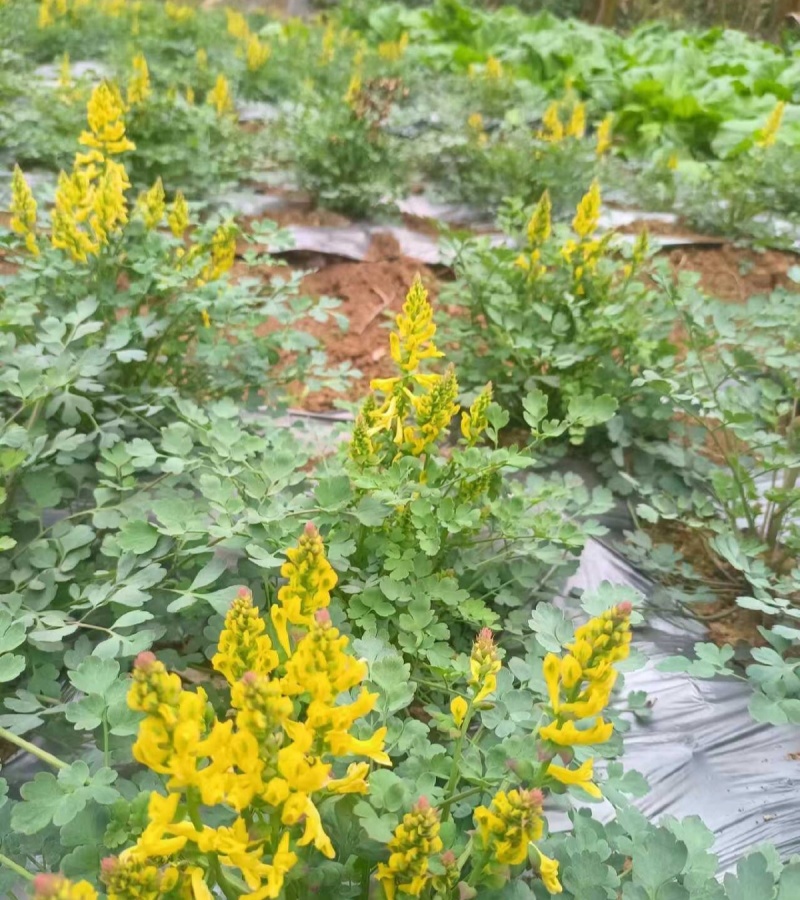 岩黄莲种子正品草药野岩黄连崖黄连岩胡岩连菊花黄连岩黄连正