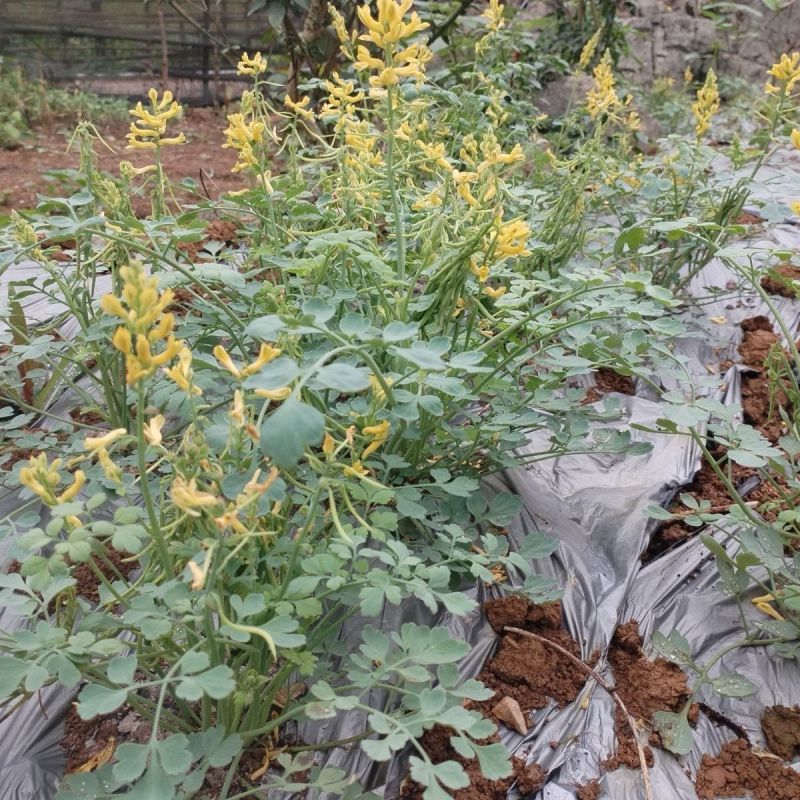 岩黄莲种子正品草药野岩黄连崖黄连岩胡岩连菊花黄连岩黄连正