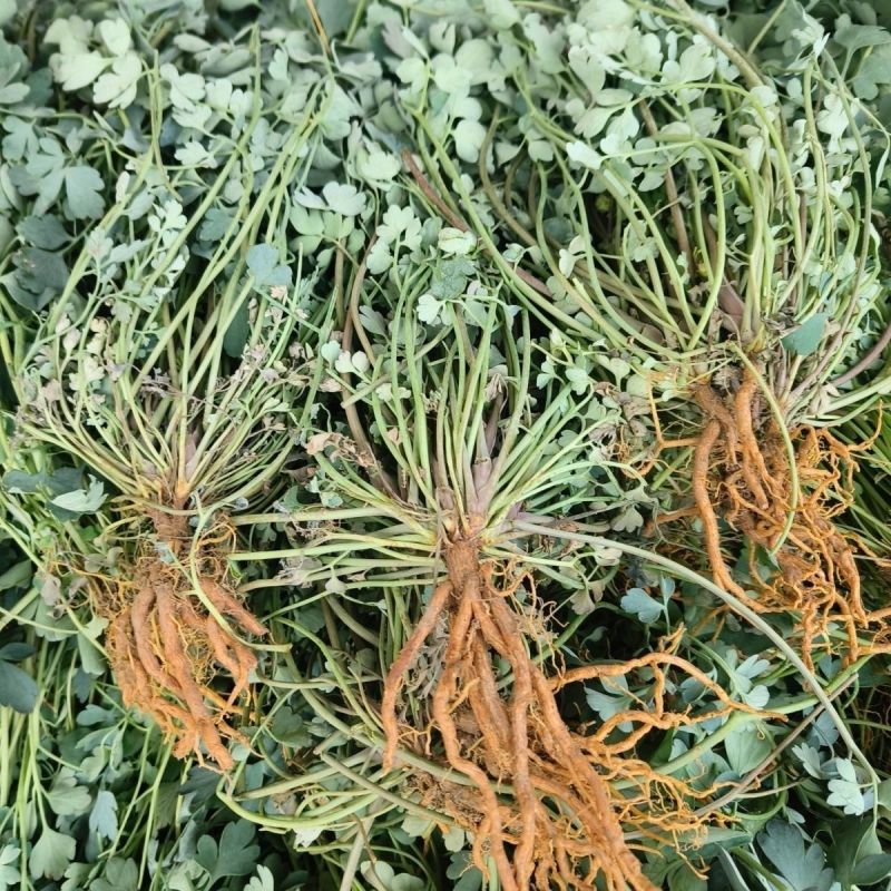 岩黄莲种子正品草药野岩黄连崖黄连岩胡岩连菊花黄连岩黄连正