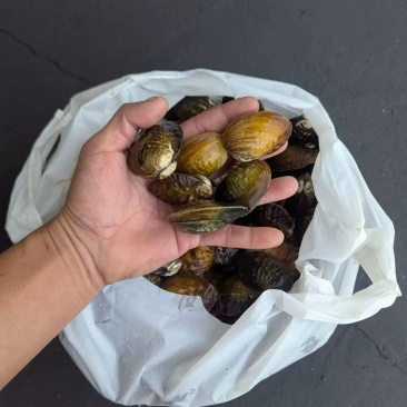 河鲜活体发货#原生态食材#耐活耐养