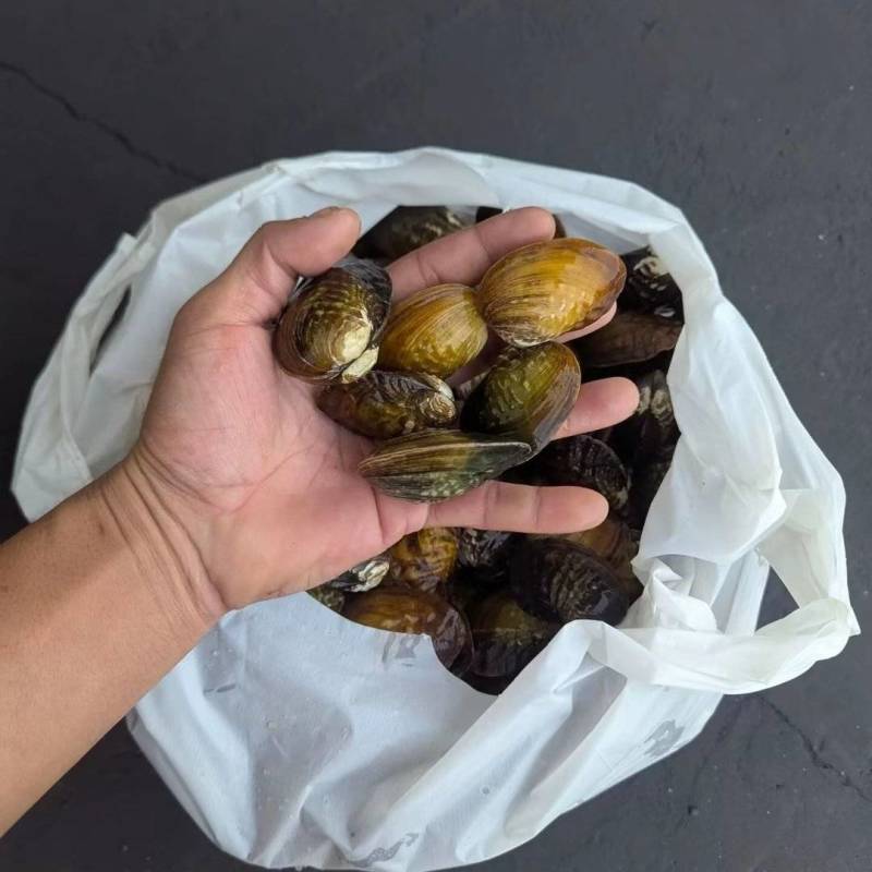 河鲜活体发货#原生态食材#耐活耐养