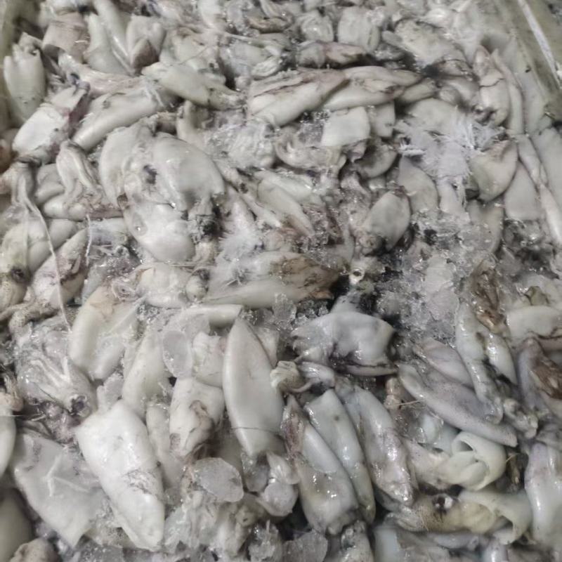 北部湾拖网脆口鱿鱼
