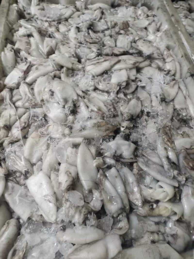 北部湾拖网脆口鱿鱼