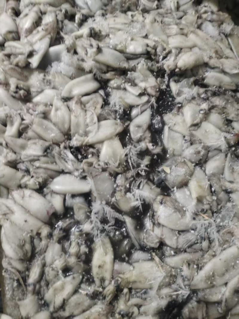 北部湾拖网脆口鱿鱼