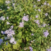 野生狗仔花种子咸虾花狗仔草鲫鱼草狗崽花中草药材多年生植物