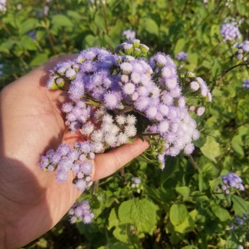 野生狗仔花种子咸虾花狗仔草鲫鱼草狗崽花中草药材多年生植物