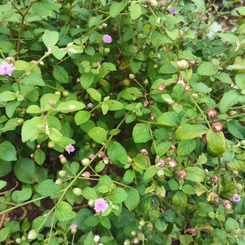 野生狗仔花种子咸虾花狗仔草鲫鱼草狗崽花中草药材多年生植物