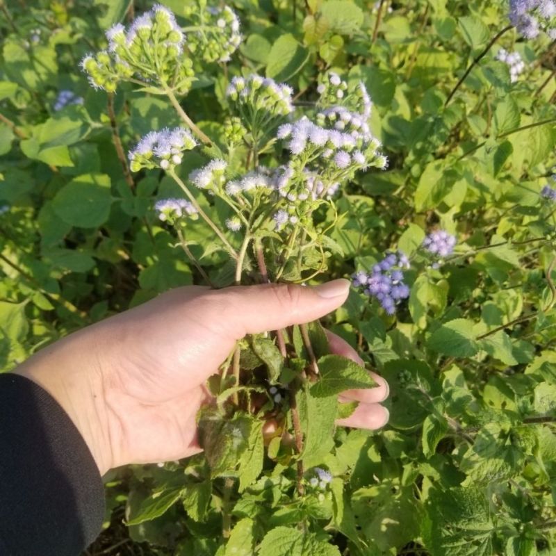 野生狗仔花种子咸虾花狗仔草鲫鱼草狗崽花中草药材多年生植物