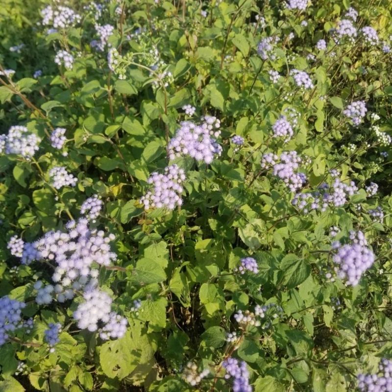 野生狗仔花种子咸虾花狗仔草鲫鱼草狗崽花中草药材多年生植物