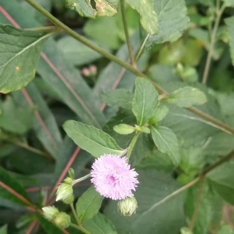 野生狗仔花种子咸虾花狗仔草鲫鱼草狗崽花中草药材多年生植物