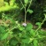 野生狗仔花种子咸虾花狗仔草鲫鱼草狗崽花中草药材多年生植物