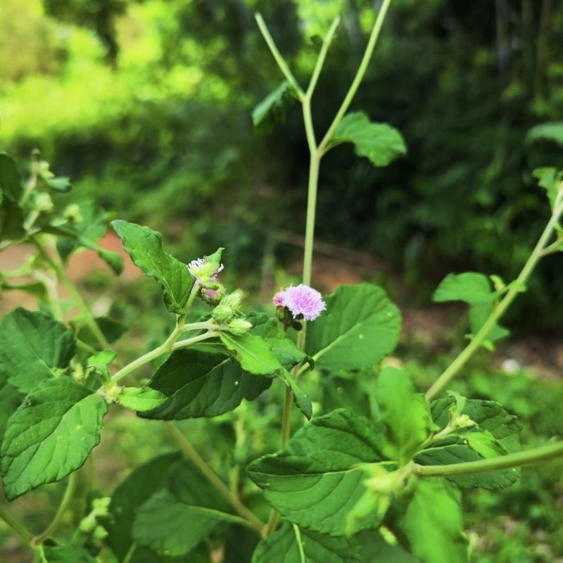 野生狗仔花种子咸虾花狗仔草鲫鱼草狗崽花中草药材多年生植物