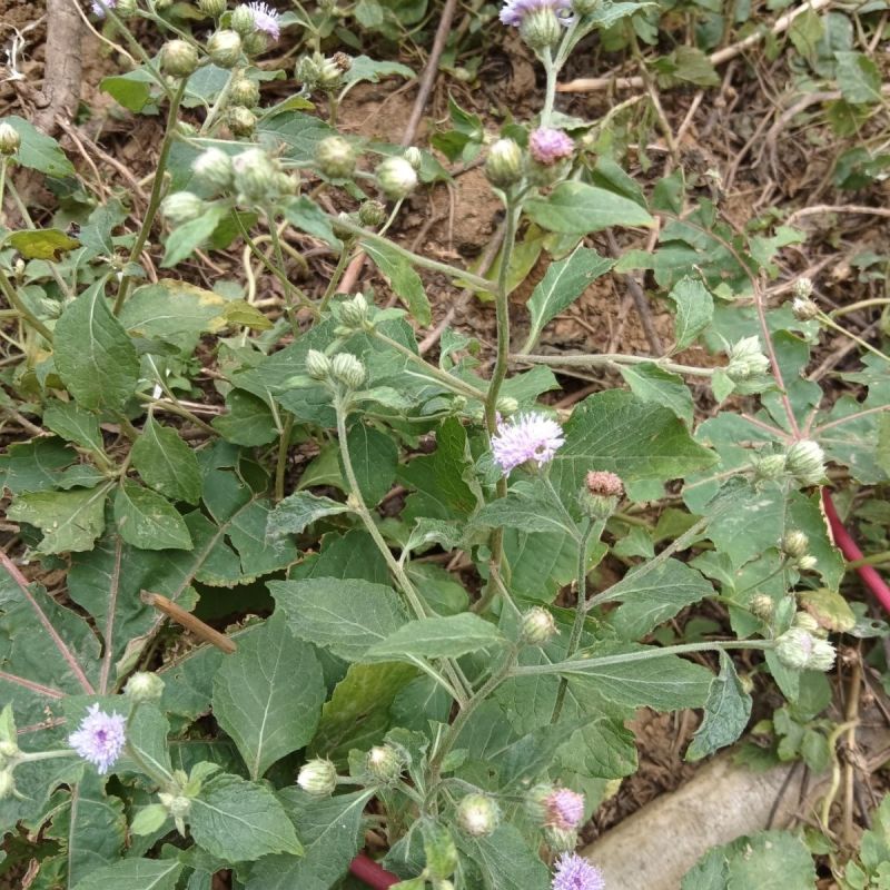野生狗仔花种子咸虾花狗仔草鲫鱼草狗崽花中草药材多年生植物