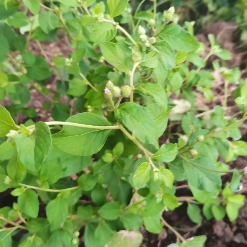 野生狗仔花种子咸虾花狗仔草鲫鱼草狗崽花中草药材多年生植物
