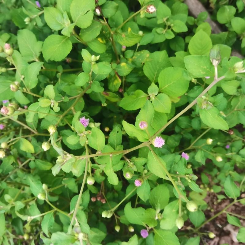 野生狗仔花种子咸虾花狗仔草鲫鱼草狗崽花中草药材多年生植物