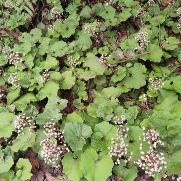 蜂斗菜种子冬花野南瓜野菜新鲜庭院阳台泡茶煲汤养生