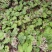 蜂斗菜种子冬花野南瓜野菜新鲜庭院阳台泡茶煲汤养生