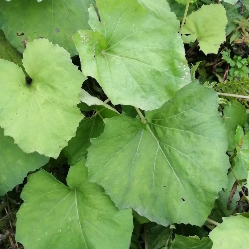 蜂斗菜种子冬花野南瓜野菜新鲜庭院阳台泡茶煲汤养生