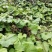 蜂斗菜种子冬花野南瓜野菜新鲜庭院阳台泡茶煲汤养生