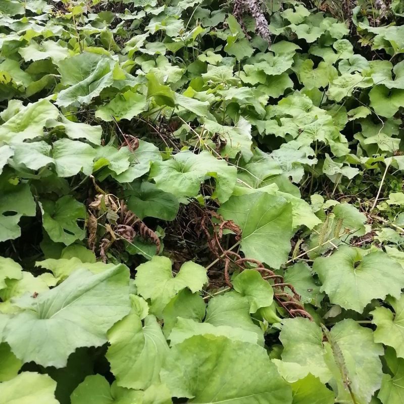 蜂斗菜种子冬花野南瓜野菜新鲜庭院阳台泡茶煲汤养生