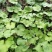 蜂斗菜种子冬花野南瓜野菜新鲜庭院阳台泡茶煲汤养生