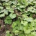 蜂斗菜种子冬花野南瓜野菜新鲜庭院阳台泡茶煲汤养生