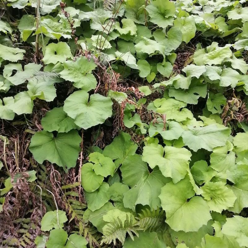 蜂斗菜种子冬花野南瓜野菜新鲜庭院阳台泡茶煲汤养生