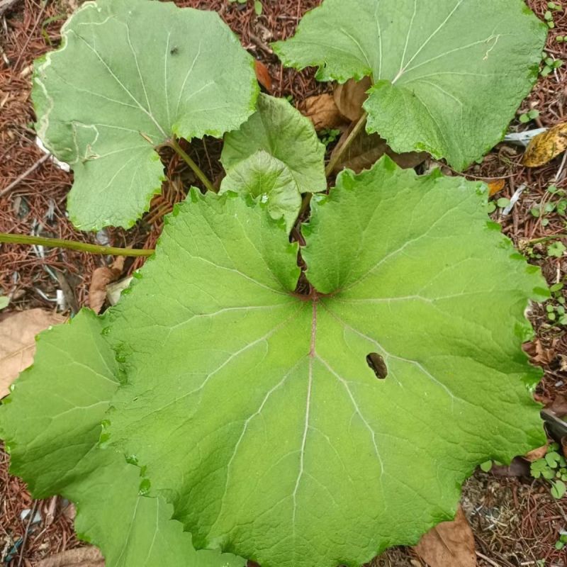 蜂斗菜种子冬花野南瓜野菜新鲜庭院阳台泡茶煲汤养生