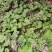 蜂斗菜种子冬花野南瓜野菜新鲜庭院阳台泡茶煲汤养生