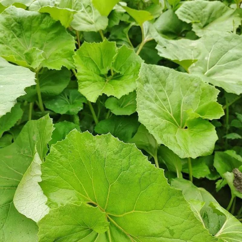 蜂斗菜种子冬花野南瓜野菜新鲜庭院阳台泡茶煲汤养生